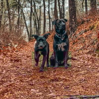 Bode and Bindi
